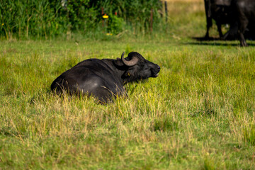 Einzelner Wasserbüffel auf einer Wiese Hintergrund unscharf