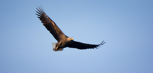Very nice adult White-tailed eagle in flight.