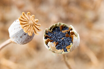 Macro detail of the poppy seeds inside the plant without collecting yet.