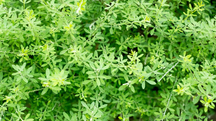 Green leaf background