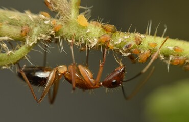 Close up of an ant taking care of a lot of aphids on twig.