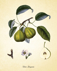Botanical illustrations of fruits and vegetable