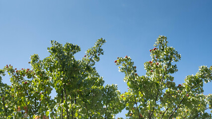 Fototapeta na wymiar Green leaf background with blue sky