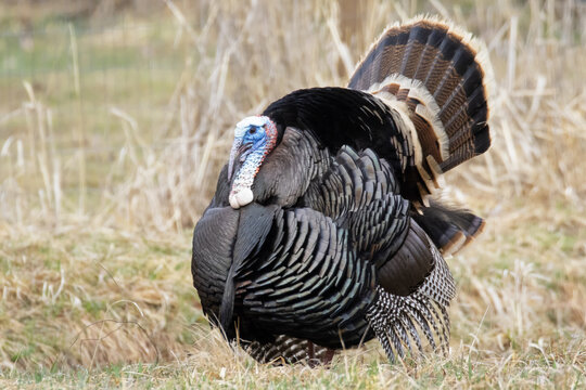 Original wildlife photograph of a beautiful male turkey all puffed up displaying his breeding colors