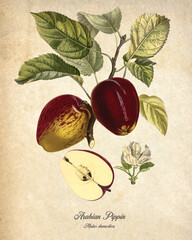 Botanical illustrations of fruits and vegetable