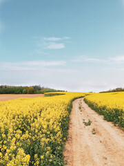 Fototapeta na wymiar Rapeseed field against clear blue sky, Summer landscape, Yellow field with a path, Beautiful countryside, Blooming field under blue sky, Rural meadow