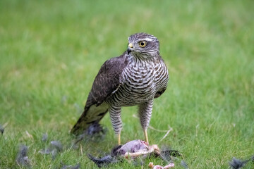 Sperber holt sich sein Abendessen