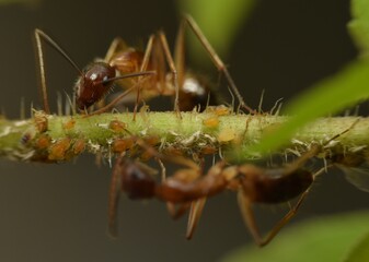Close up of an ant taking care of a lot of aphids on twig.