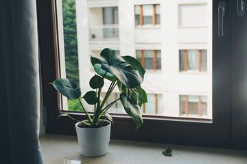Monstera pot by the window 