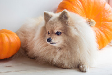 Cute little puppy, Pomeranian Spitz dog with pumpkins. Autumn vegetable harvesting. Pet and Halloween