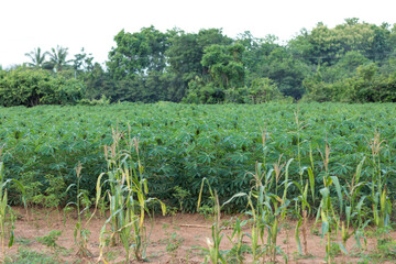 row of cassava tree in field. Growing cassava, young shoots growing. The cassava is the tropical...