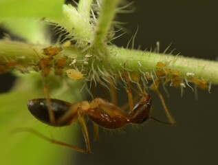 Close up of an ant taking care of a lot of aphids on twig.