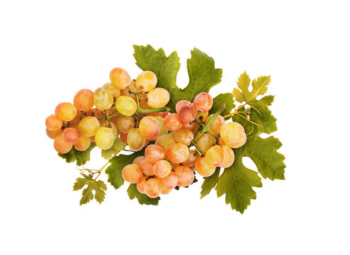 Bunch of grapes with green leaves