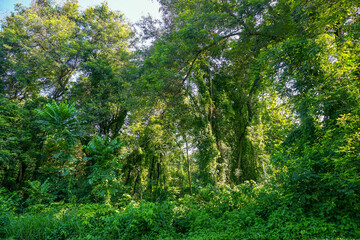 Green trees in the tropical forest 