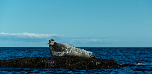A large cute seal lies on the rocks in the sea. Wildlife. Portrait of an animal.