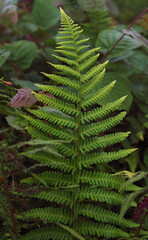 Vertical shot of green fresh Fern plant leaves