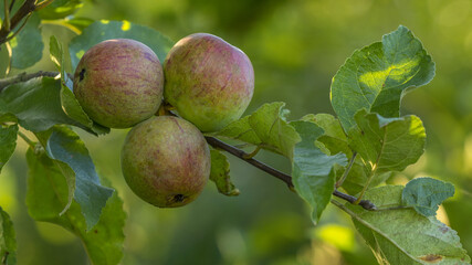 Jabłka © KrzysztofAleksander