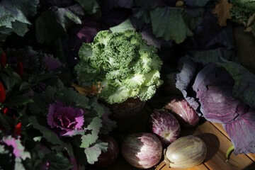 still life with decorative cabbage
