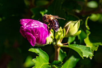 Biene auf Hibiskus