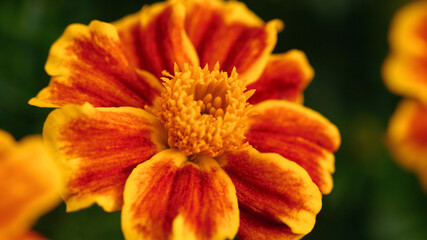 bright orange marigold flower close-up. fall mood, soft focus, long banner