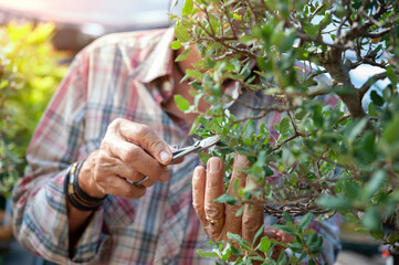 Bonsai artist takes care of his Quercus suber tree, pruning leaves and branches by professional...