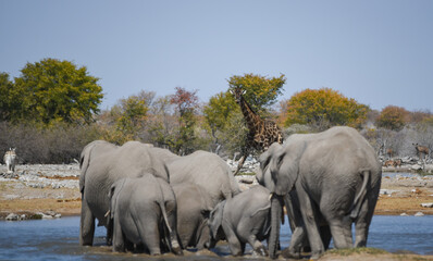 Obraz premium Giraffe im Etosha National Park Namibia Südafrika