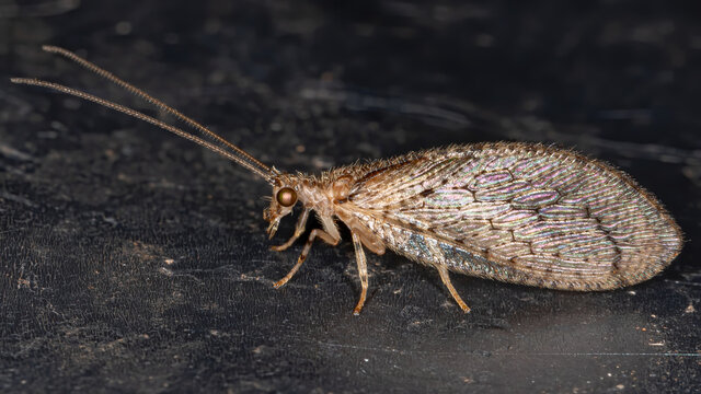 Brown Lacewing of the Family Hemerobiidae