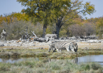 Fototapeta na wymiar Zebras im Etosha National Park Namibia Südafrika