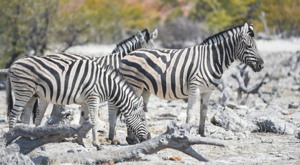 Naklejka na ściany i meble Zebras im Etosha National Park Namibia Südafrika