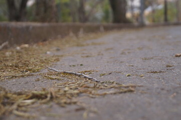 autumn leaves on the ground