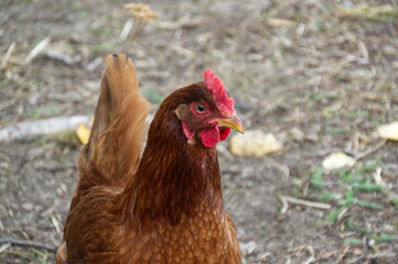 Chicken in the Farm