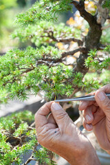 Bonsai artist takes care of his Cedrus libani tree by selective removal of needles.