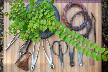 Professional bonsai tools (shears, cutters, trim, coir brush, wire) on a workbench. 