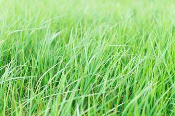 Fototapeta premium bright green grass in the sun