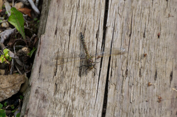 A Close Up of a Black and Green Dragonfly