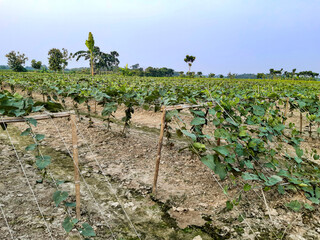 Beds have been made on the new parwal cultivation land and parwal trees are slowly rising to the top.