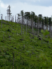 Resztki górskiego lasu  © spacer.z.aparatem 