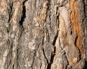 background pine bark