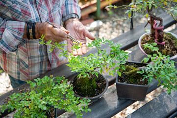 Bonsai artist takes care of his roses with selective removal of leaves. 