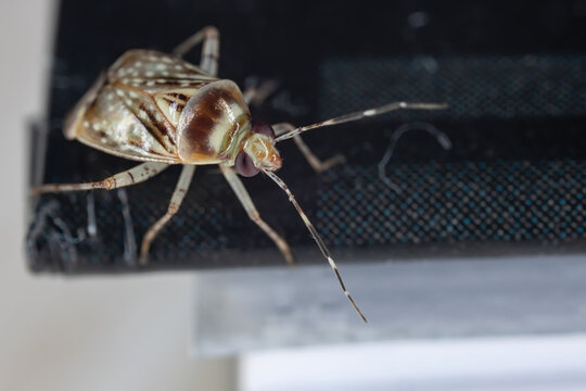 Plant Bug of the Horciasoides nobilellus