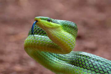 close up of the red-tailed green ratsnake, gonyosoma oxycephalum