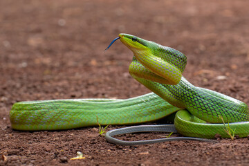 The red-tailed green ratsnake