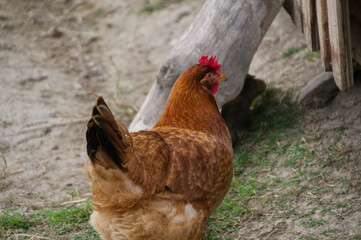 Rooster in the Farm
