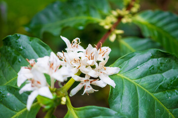 White coffee flowers in green leaves tree plantation close up
