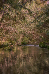 River of transparent waters among the vegetation