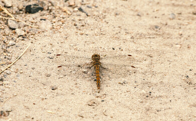 Common dragonfly on the sand