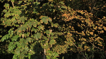 Maple leaves sunburned close up