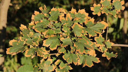 Maple leaves sunburned close up