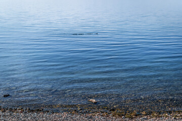 family of ducks a row swim on the clear calm blue water of lake baikal on a summer morning