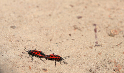 Close-up of soldiers while mating